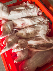 Fresh, raw rabbit carcasses stacked in a red plastic transport box, shown in portrait orientation with bright, industrial lighting in a professional butchery