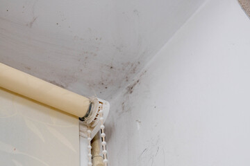 Fungus on the Windows. Window with daylight, Blinds.