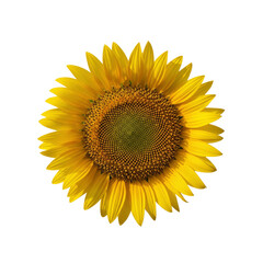 Fototapeta premium Closeup of bright sunflower in full bloom