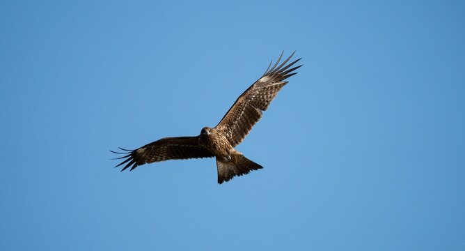 空を飛ぶトビ