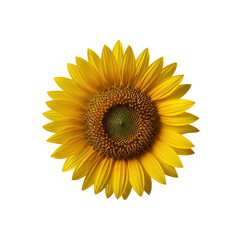 Fototapeta premium Single Sunflower Flower