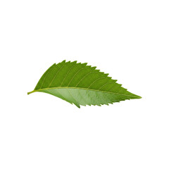 Green leaf with serrated edges