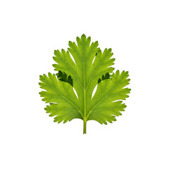 Fresh cilantro leaf on Transparent Background