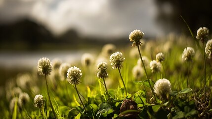 A Serene View of Clover Flowers Gently Blooming in a Lush Green Meadow Near a Calm Water Body Under a Cloudy Sky