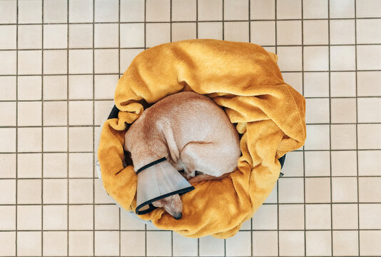 Portrait of a sick dog in a protective veterinary collar in a basket on the floor.