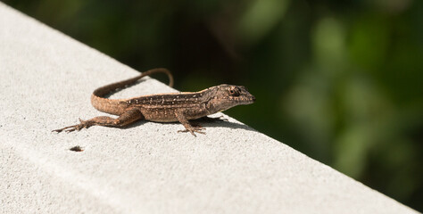 Brown Anole Lizard Resting on Boardwalk Rail, Weedon Island Preserve