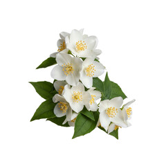 Mock Orange Flowers