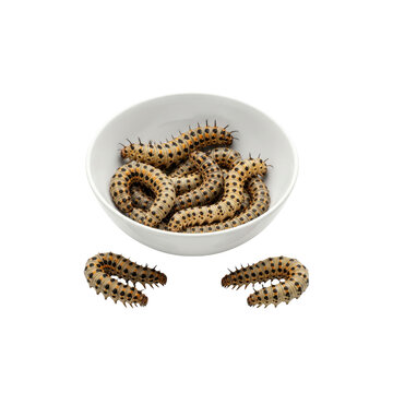 Bowl of edible mopane worms