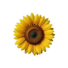 Fototapeta premium Close-up of a bright yellow sunflower