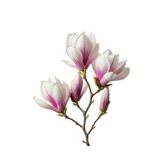 Fototapeta premium Pink and White Magnolia Flowers on Transparent Background