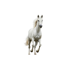 Obraz premium White horse running