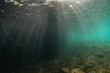 Sunlight falls into the shadows of a mangrove forest growing on the coast of an island in Misool, Raja Ampat, Indonesia. This region harbors spectacular marine biodiversity, in part due to the substan