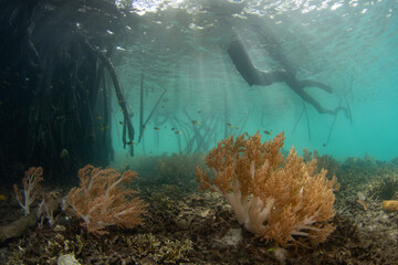 Sunlight falls into the shadows of a mangrove forest growing on the coast of an island in Misool, Raja Ampat, Indonesia. This region harbors spectacular marine biodiversity, in part due to the substan
