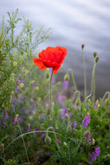Obraz premium Vibrant red poppy among wildflowers by the water