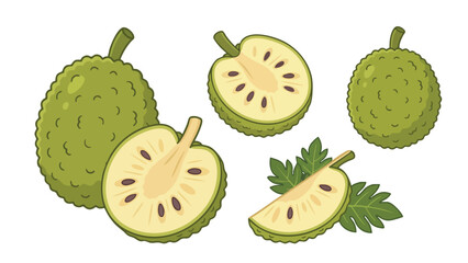 Breadfruit Illustration Set with Whole Halves Slices and Seeds in Flat Style