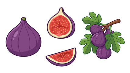 Fig Fruit Illustration Set with Whole Fruit and Slices