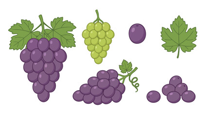 Grape Fruit Illustration Set with Purple and Green Grapes