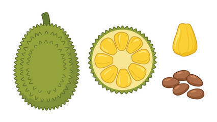 Jackfruit Illustration Set with Whole Fruit, Cut Section and Seeds