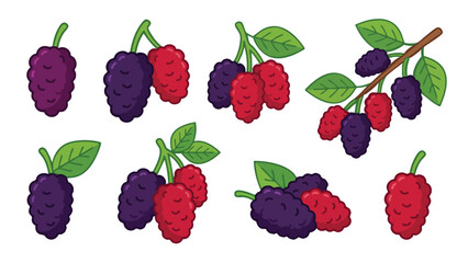 Mulberry Fruit Illustration Set with Red and Purple Berries