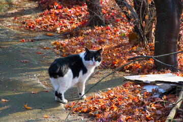 A cute cat I met while I was passing by