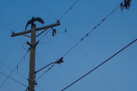 vulture on top of a power pole 