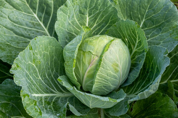 Fototapeta premium cabbage in the garden