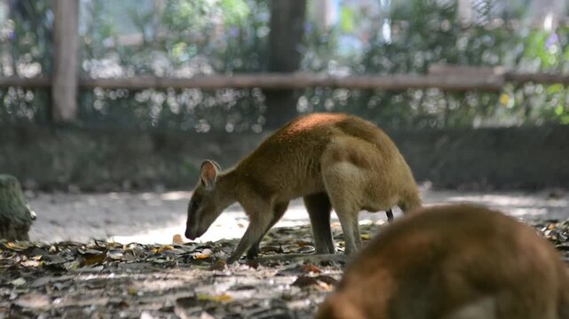 Dusky pademelon or Aru Islands wallaby foraging on ground in zoo enclosure