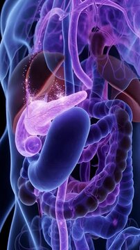 3D medical visualization of pancreas and insulin release