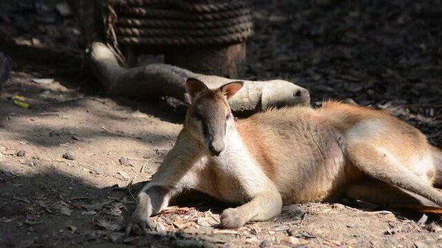 Dusky pademelon or Aru Islands wallaby foraging on ground in zoo enclosure