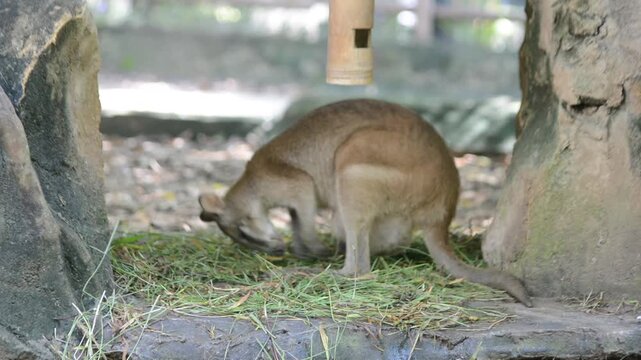 Dusky pademelon or Aru Islands wallaby foraging on ground in zoo enclosure