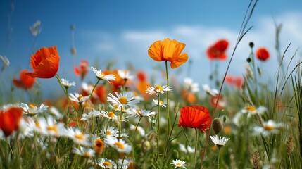 Obraz premium A Vibrant Field of Colorful Wildflowers: Poppies and Daisies Under a Bright Blue Sky