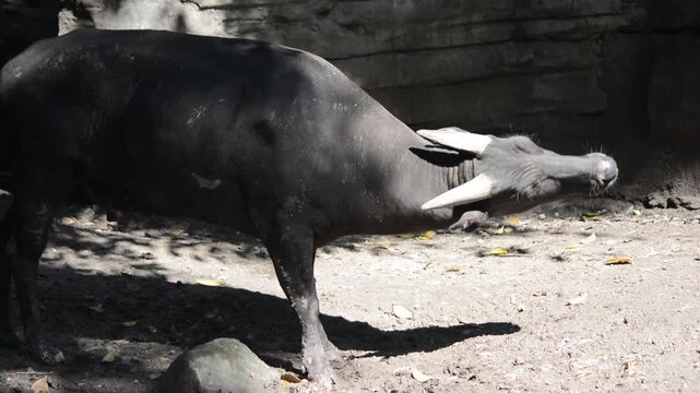 Lowland anoa or dwarf buffalo standing in zoo enclosure looking up