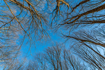 Looking up at bare tree branches against clear blue sky in winter forest