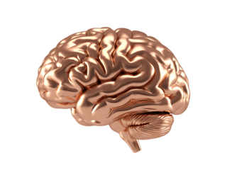Anatomical human brain model in copper isolated PNG, detailed medical render on transparent background for science and education 
