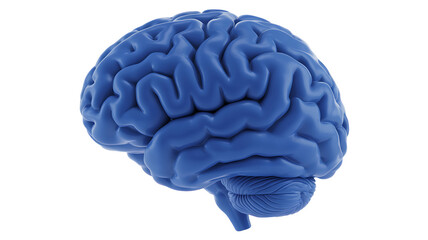 Blue human brain model isolated PNG, anatomical organ for medical study and science education on transparent background 

