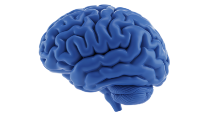 Blue human brain model isolated PNG, anatomical organ for medical study and science education on transparent background 
