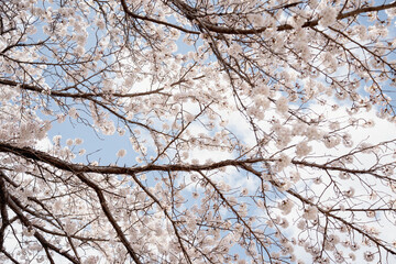 きれいな桜