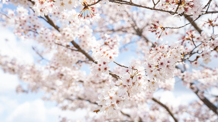 綺麗な桜