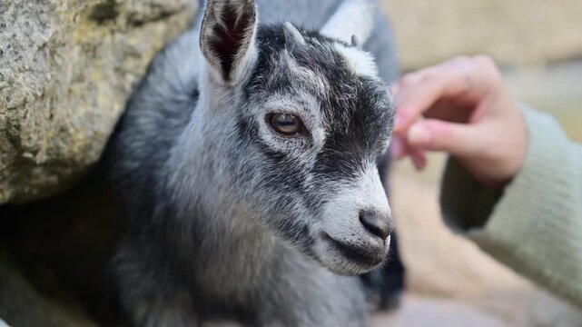 Young goat enjoying a gentle petting from a human hand outdoors