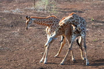 Young male giraffes fighting for dominance in Kruger National Park in South Africa RSA