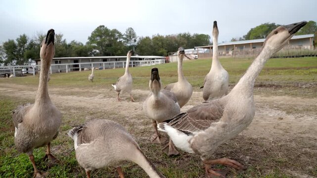 Noisy geese on a farm honking loudly as they walk through the farmyard, close up shot.