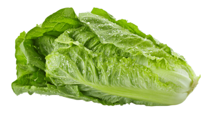 Fresh, crisp head of romaine lettuce ready to be used in salad isolated on a transparent background