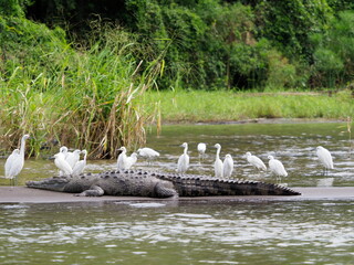 American crocodile surrounded by egrets