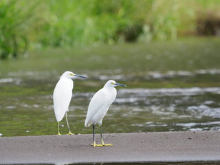 Two egrets together