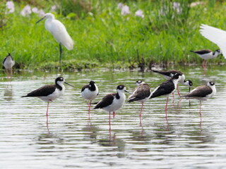 Black winged stilts in shallow water