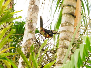 American crocodile in Costa Rica