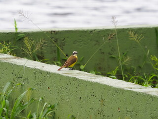 Social Flycatcher bird on a wall
