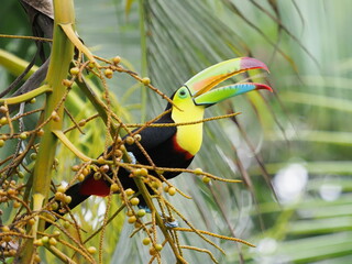 Keel-billed toucan © Jennifer de Montfort