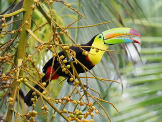 Keel-billed toucan © Jennifer de Montfort