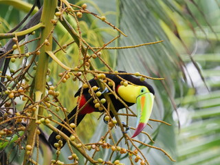 Keel-billed toucan